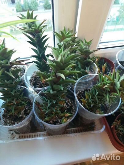 Кактусы и суккуленты