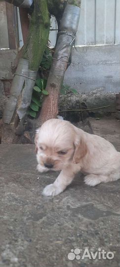 Кокер спаниель