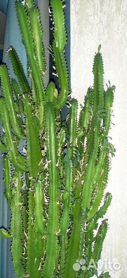 Молочай трехгранный