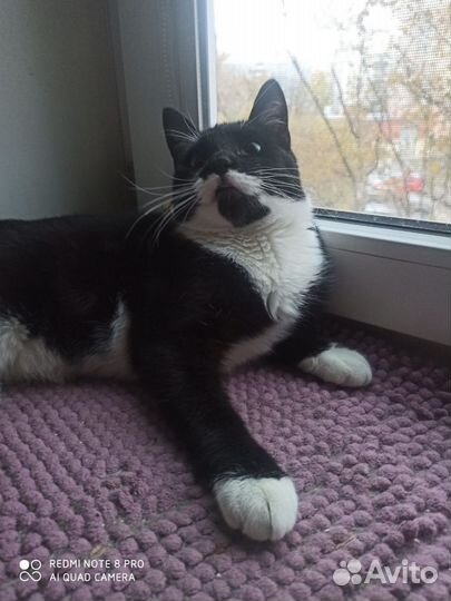 Кот ищет дом