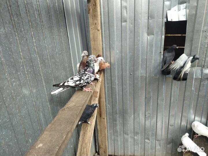 Бакинские бойные голуби