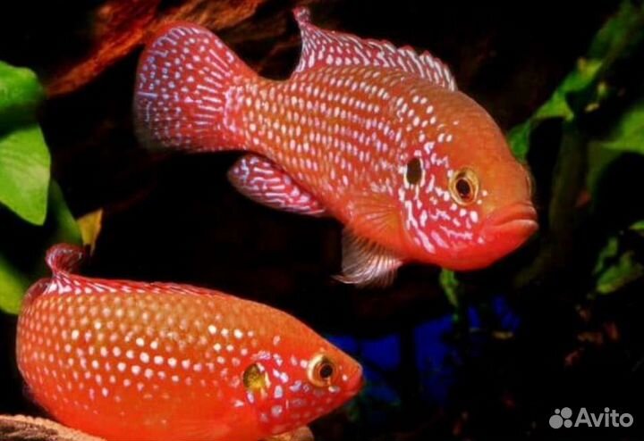 Аквариумные рыбы