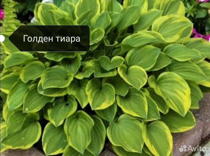 Хоста растение