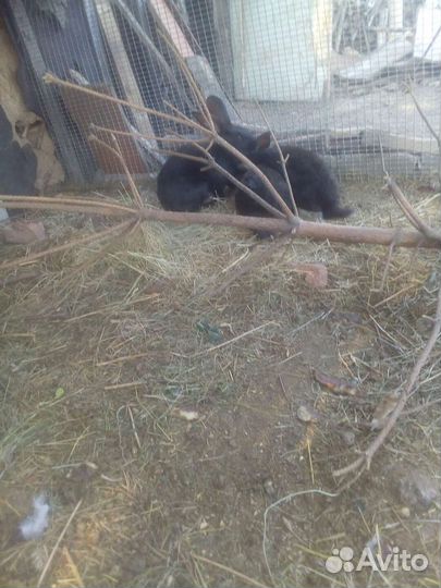 Кролик,обмен на зерно(пшеница, ячмень)