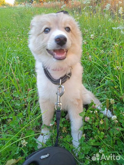 Собака в добрые руки щенок