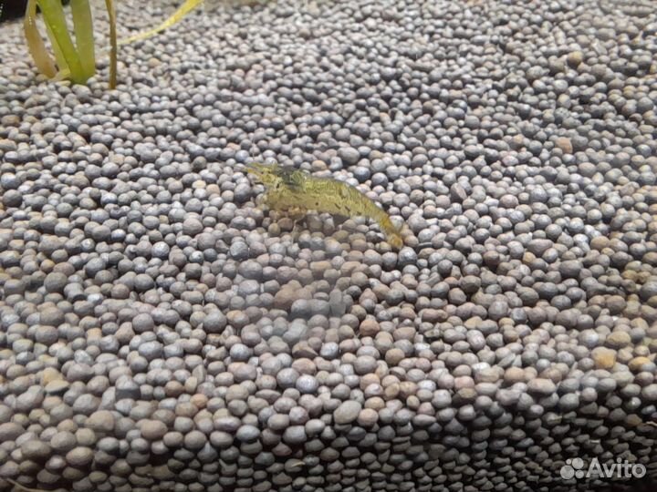 Креветочник