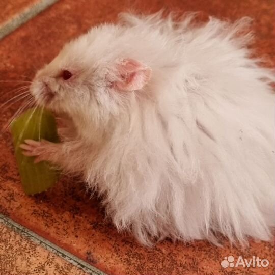 Вязка сирийских и ангорских хомяков