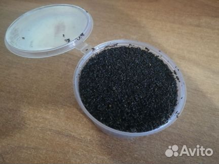 Пжвм восковой моли укрепить иммунитет