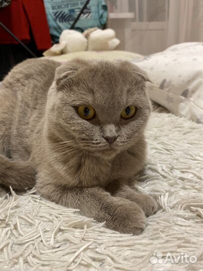 Отдам кошку в добрые руки