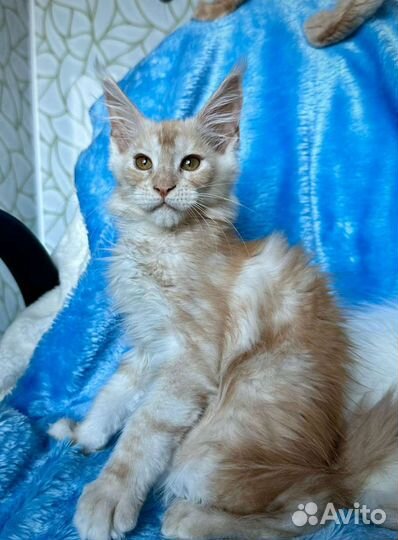 Котята мейн-кун