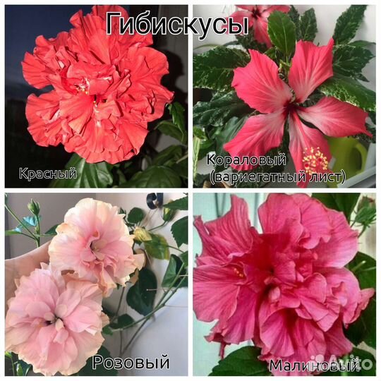 Комнатные цветы черенки