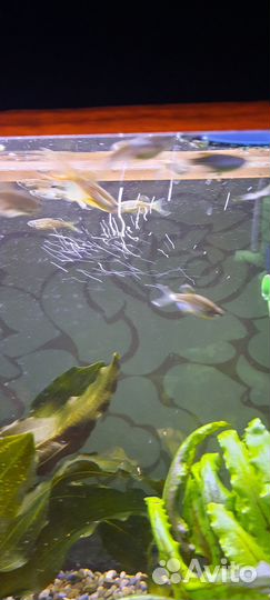 Данио леопардовые