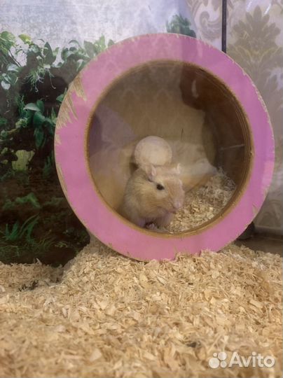 Песчанки в добрые руки