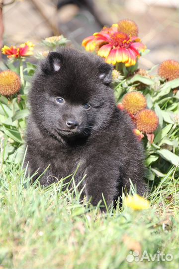 Щенок кобель шипперке /схипперке