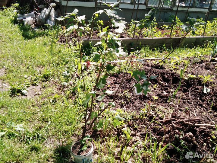 Саженцы Сортовая Чёрная смородина 2х летки