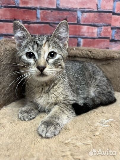 Котенок девочка Мия 2,5 мес