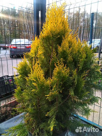 Кипарисовик