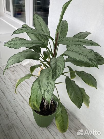 Диффенбахия