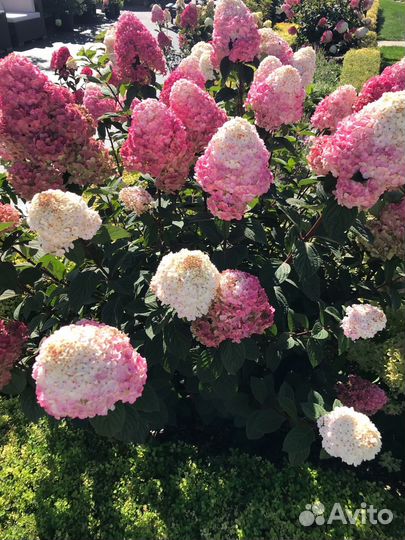 Гортензия метельчатая