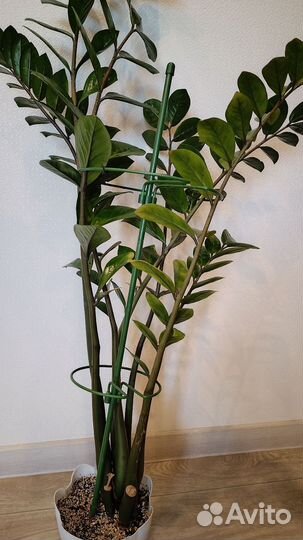 Замиокулькас