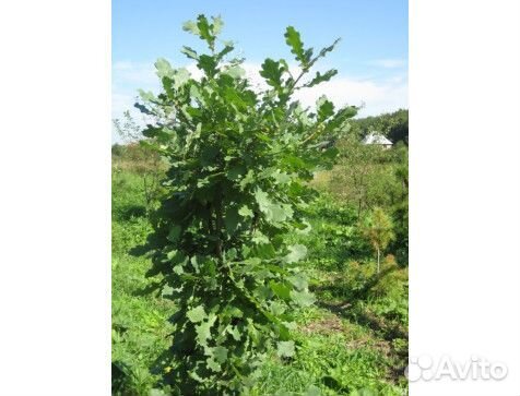 Дуб обыкновенный, саженцы 3 года