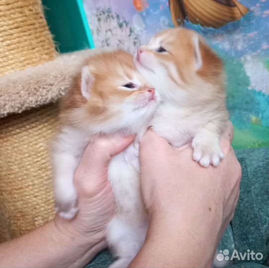 Золотая шиншилла