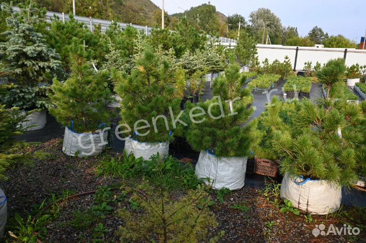 Кедровая Сосна 80-120см Премиум