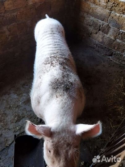 Свиноматка и хряк