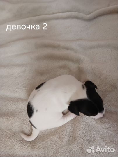 Щенки джек Рассел терьер с документами