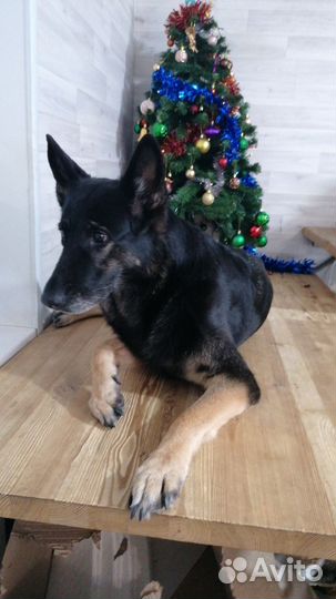 В добрые руки