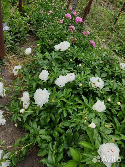 Цветущие пионы