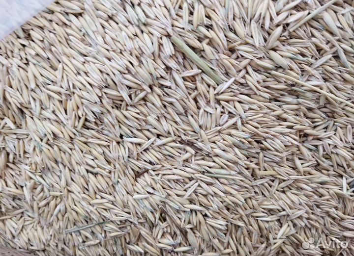 Пшеница яровая, Фуражный горох на корм/посев