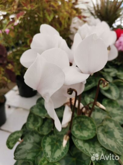 Цикламены/ипомея/петунич