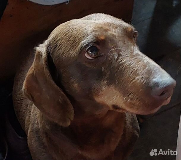 Умный пёсик в хорошие руки