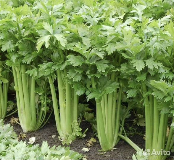 Сельдерей, яблоки, тыквы