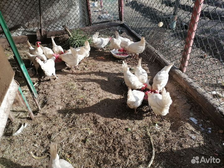 Продам кур несушек