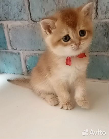 Золотые шиншиллы