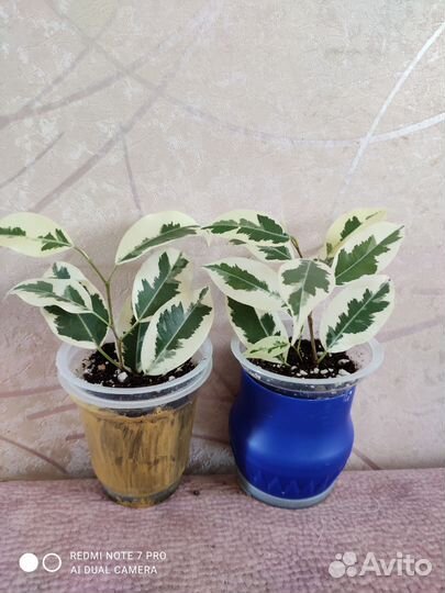 Фикус де гантель и другие