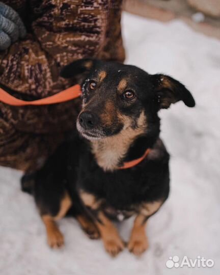 Маленькая собачка в добрые руки