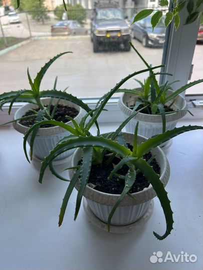 Алоэ вера растение