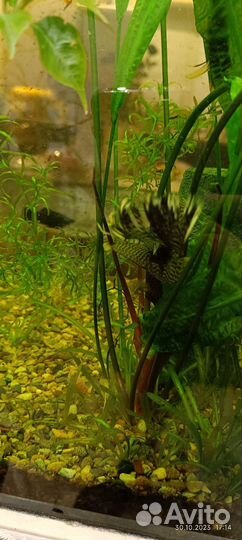 Анцытрус вуалевый