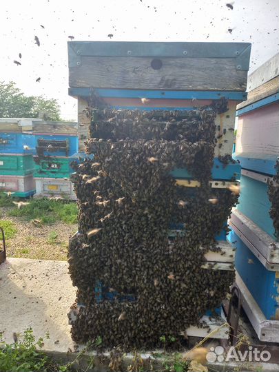 Пчеломатка карника