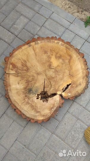 Спилы дубов, круглые разных размеров