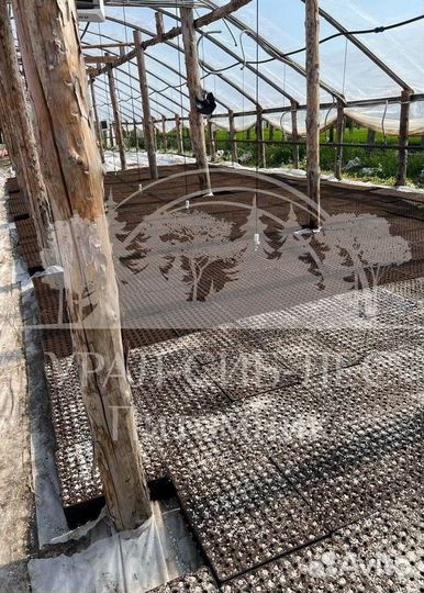 Горная сосна Мугус с зкс сеянцы