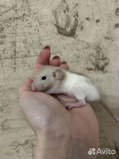 Крысята Дамбо много окрасов