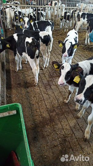 Бычки на откорм мясные