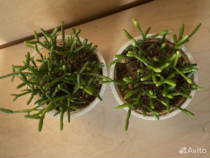 Растение Хатиора