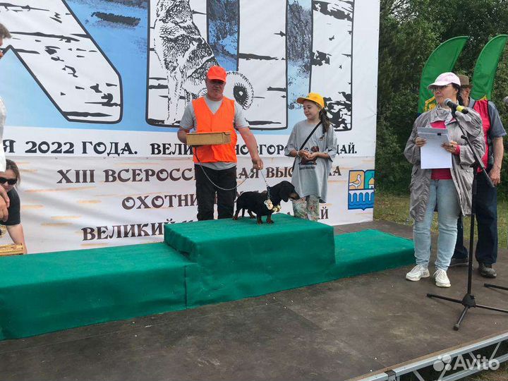 Щенки таксы стандартные