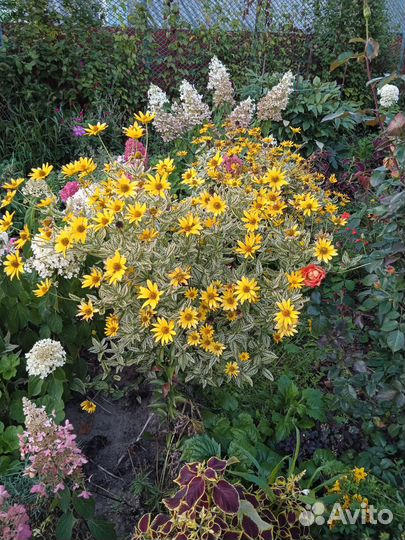 Гелиопсис вариегатный