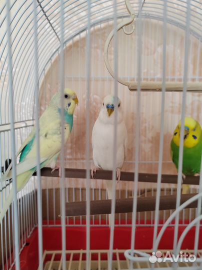 Волнистые попугаи 3 шт, с клеткой